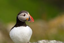 Puffin Stock Images