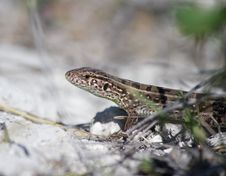 Lizard In Nature Stock Photography Lizard In Nature Stock Photography