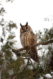 Screech-owl Portrait Royalty Free Stock Photos Screech-owl Portrait Royalty Free Stock Photos