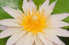 Close-up Inside Of Beautiful Pink Lotus Royalty Free Stock Photos Close-up Inside Of Beautiful Pink Lotus Royalty Free Stock Photos