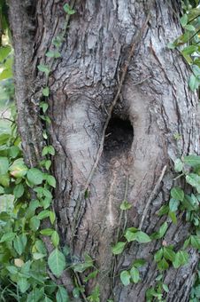 Odd Tree Royalty Free Stock Image Odd Tree Royalty Free Stock Image