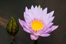 Close-up Of Beautiful Violet Lotus Royalty Free Stock Photo Close-up Of Beautiful Violet Lotus Royalty Free Stock Photo