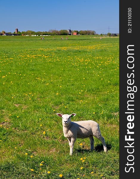 Smaal lamb standing in a grassland