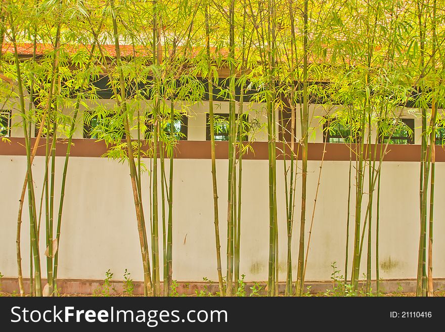 Bamboo along the fence around the house. Bamboo along the fence around the house