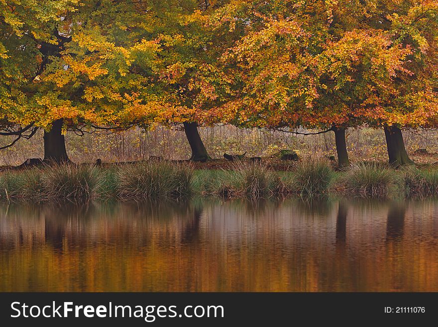 Autumn birch trees in a colorful landscape with water