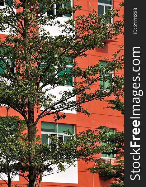 Green trees with red wall and white window of architecture external, shown as color comparing and beautiful living environment, and feature of architecture. Green trees with red wall and white window of architecture external, shown as color comparing and beautiful living environment, and feature of architecture.