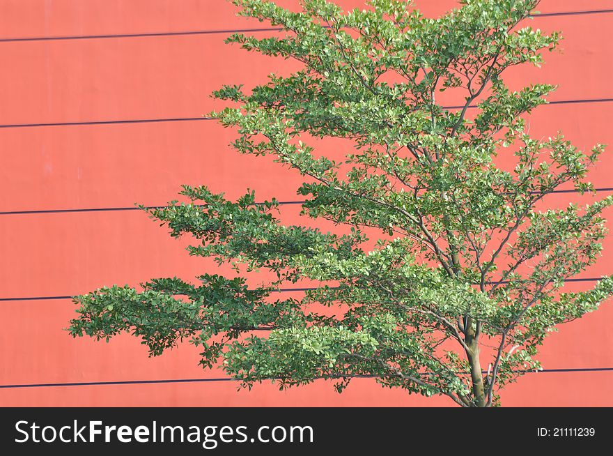 Green trees with red wall of architecture external, shown as color comparing and composition, and feature of environment. Green trees with red wall of architecture external, shown as color comparing and composition, and feature of environment.