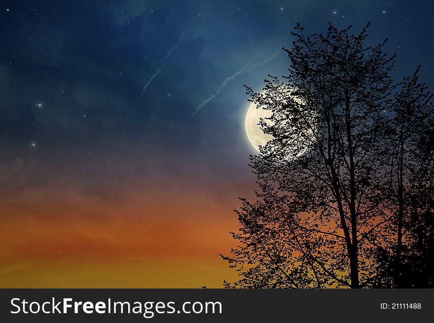 Sunset tree and moon, silhouette of tree
