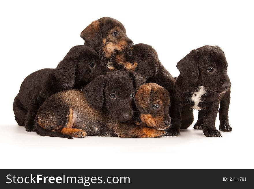 Dachshund puppies isolated on white