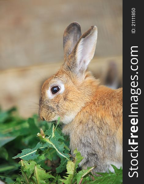 Llittle hare sitting at wooden board and eating green leaf. Llittle hare sitting at wooden board and eating green leaf