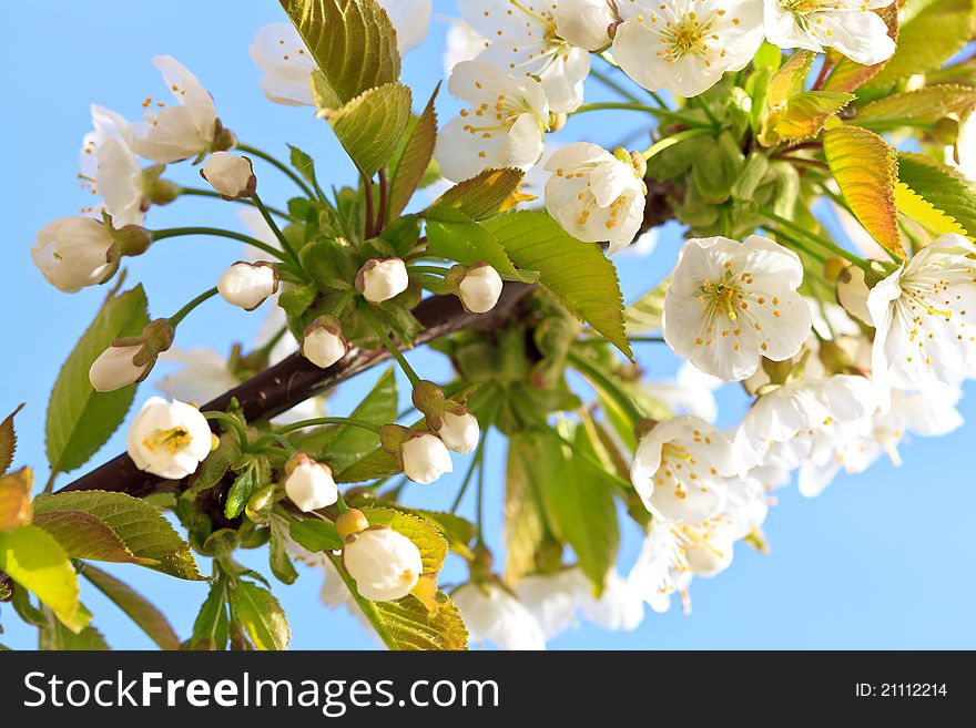 Apple blossom in bloom at a yard