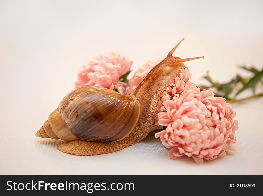 Snail Achatina In Asters