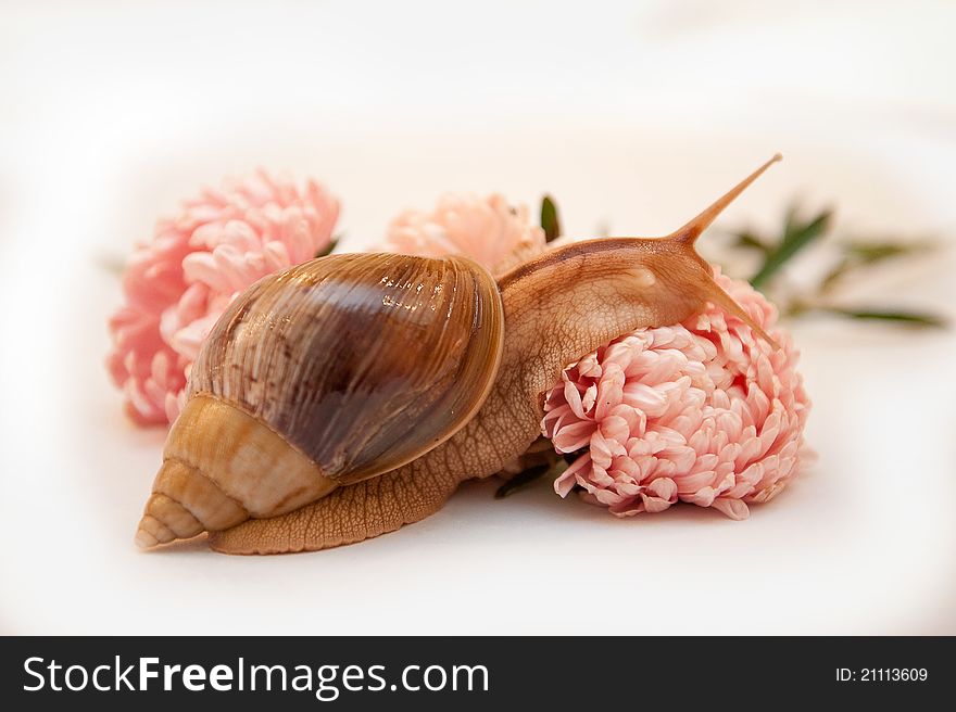 Snail Achatina In Asters