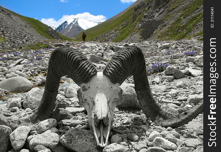 Skull of the mountain goat. Skull of the mountain goat