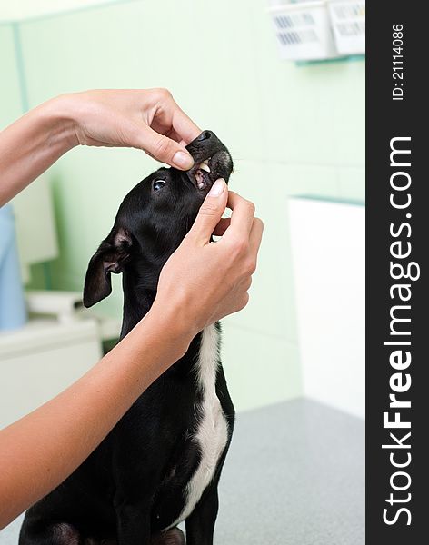 Survey of dogs in veterinary clinics