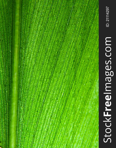 Foliage green leaf natural plant