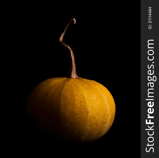 Ripe Pumpkin Fruits Isolated On