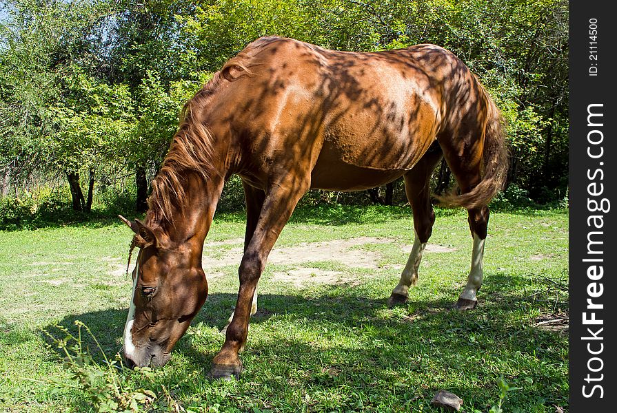 One wild horse is eating grass.