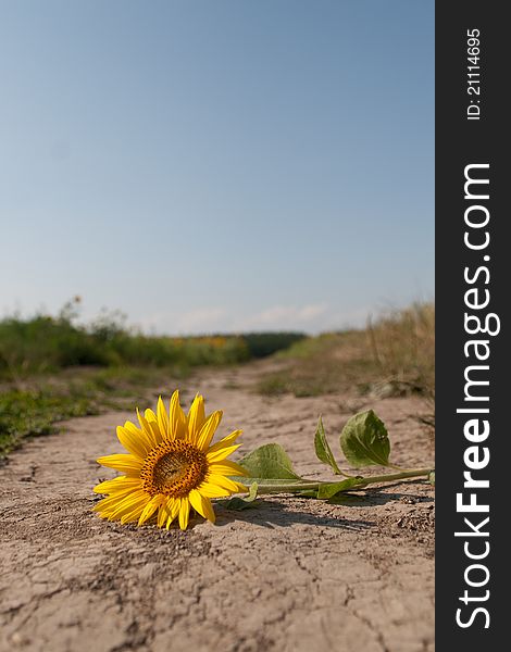 A torn sunflower, which introduces the waste