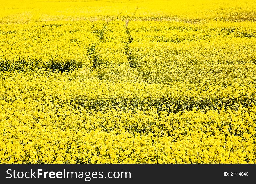 Agricultural field on which grow up a. Agricultural field on which grow up a