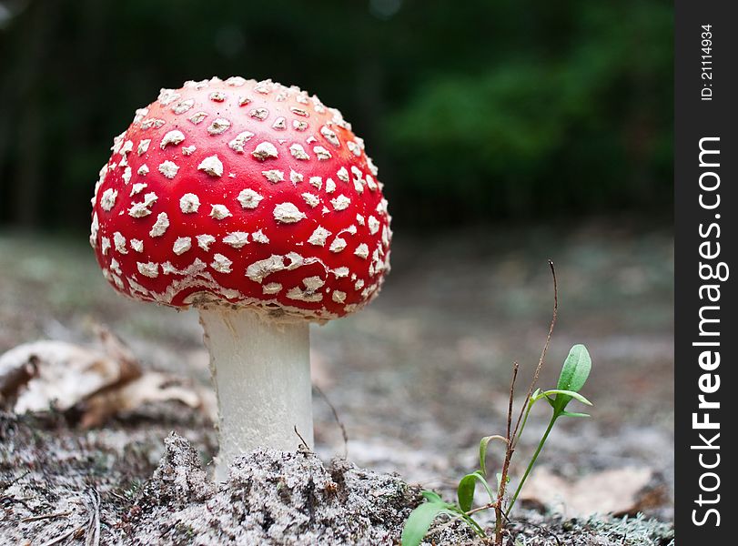 Close-up picture of a Amanita poisonous mushroom in nature