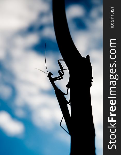 Close-up of praying mantis climbing tree. Close-up of praying mantis climbing tree.