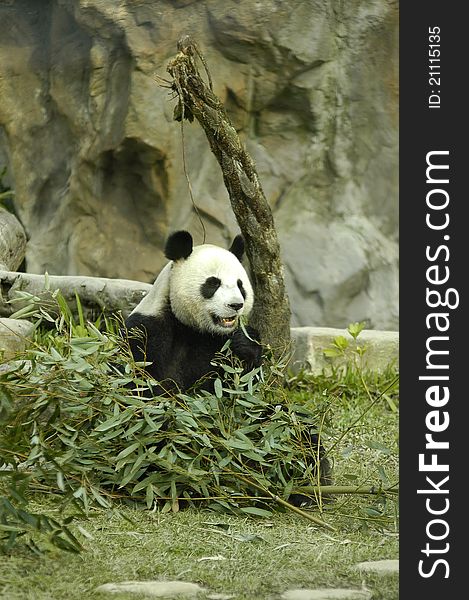 Panda eating bamboo leaves at morning. Panda eating bamboo leaves at morning