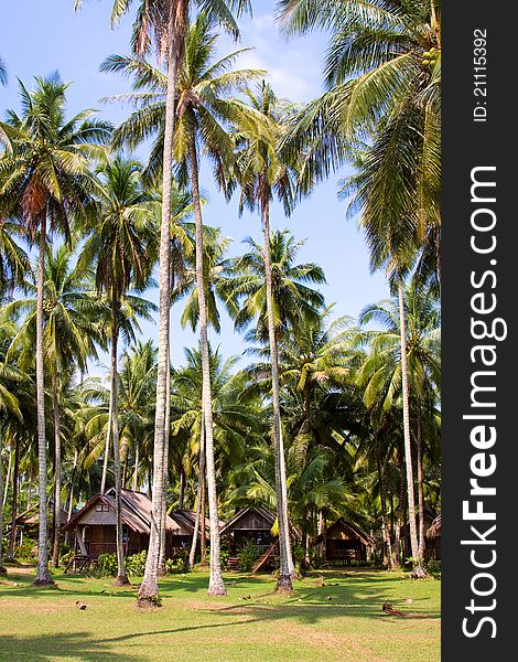 Cottages in palm forest. Thailand.