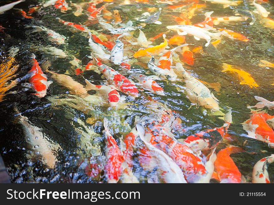 Koi Carp Fish in river