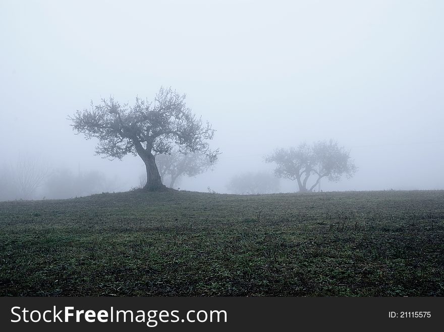Countryside in autumn with the fog