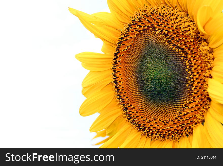 Sunflower head close-up isolated on white. Sunflower head close-up isolated on white