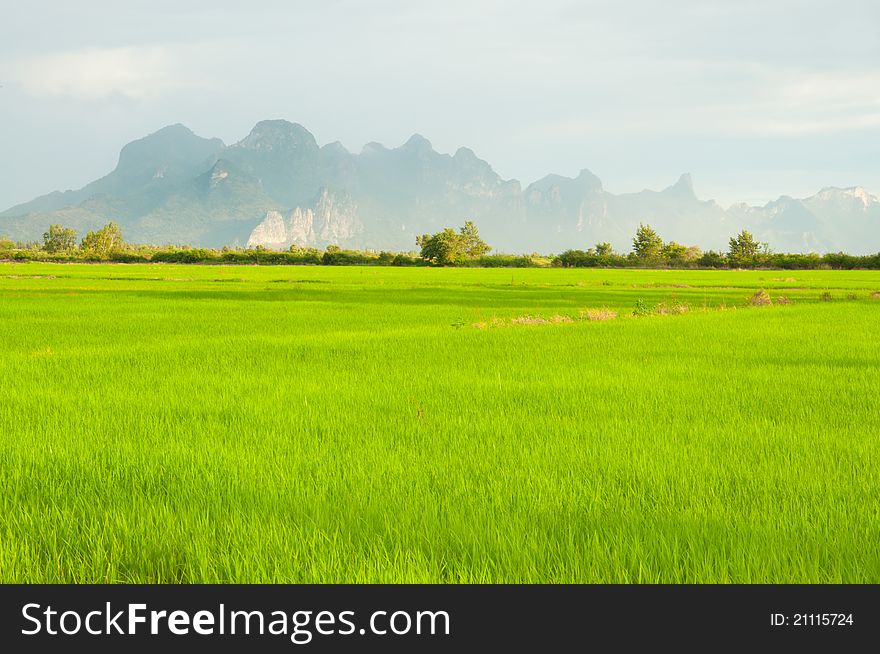 Rice farm with mountain behide