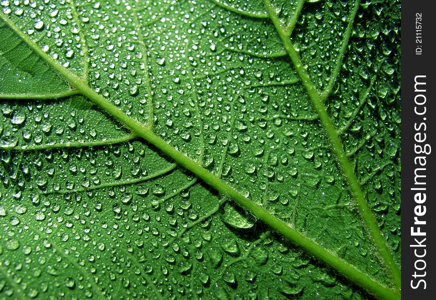 Close up of wet leaf