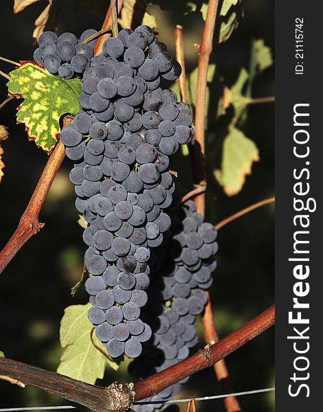 Clusters of red grape of Barolo and Dolcetto. Clusters of red grape of Barolo and Dolcetto