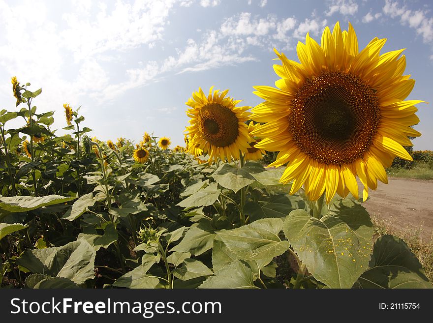 Sunflowers under a sky with clouds near the road. Sunflowers under a sky with clouds near the road