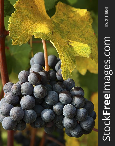 Clusters of red grape of Barolo and Dolcetto. Clusters of red grape of Barolo and Dolcetto