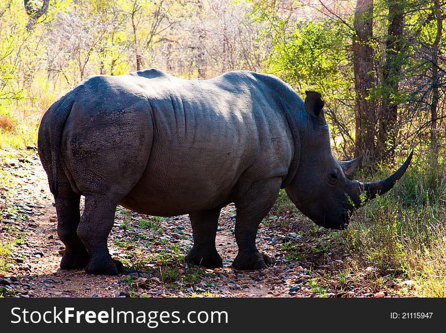 Big Rhino In Africa
