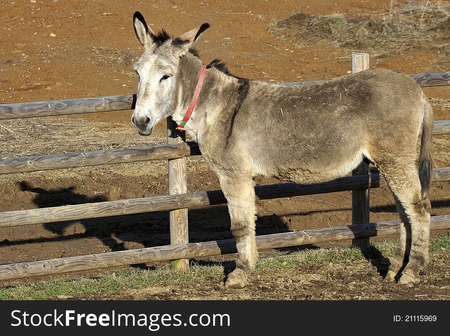 Portrait of a donkey adult in a fence