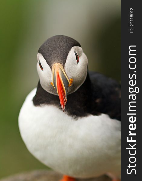 Atlantic Puffin from the Norway