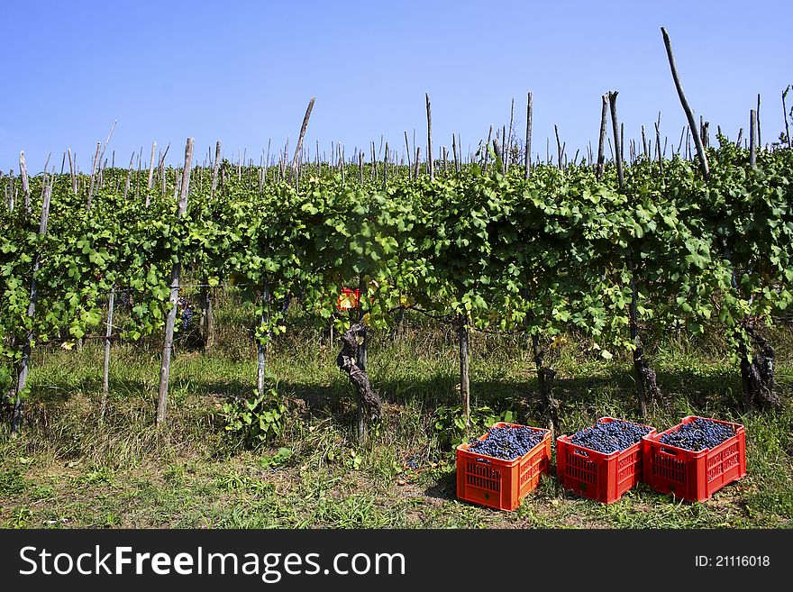 Boxes of freshly picked grapes in the vintage