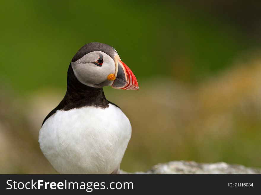 Atlantic Puffin from the Norway