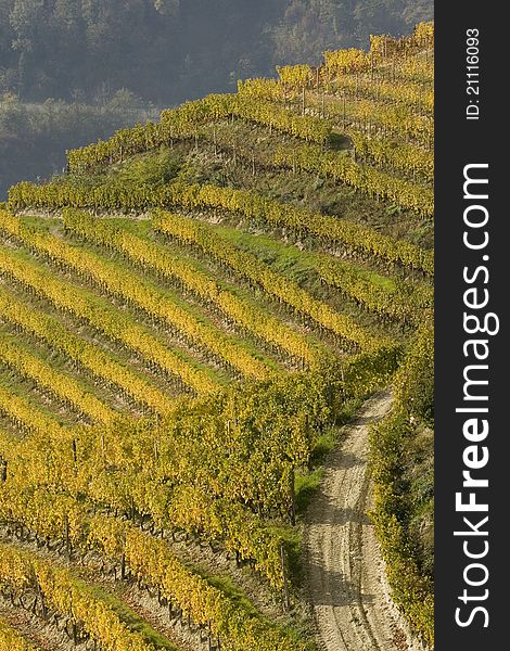 Vineyard landscape in the fall in the Langhe in Piedmont. Vineyard landscape in the fall in the Langhe in Piedmont