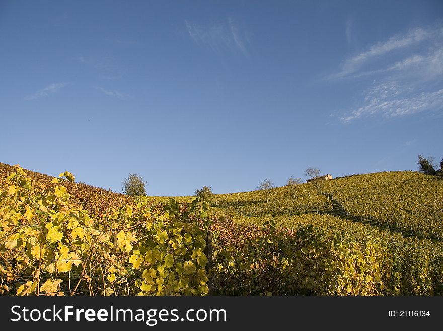 Vineyard landscape in the fall in the Langhe in Piedmont. Vineyard landscape in the fall in the Langhe in Piedmont