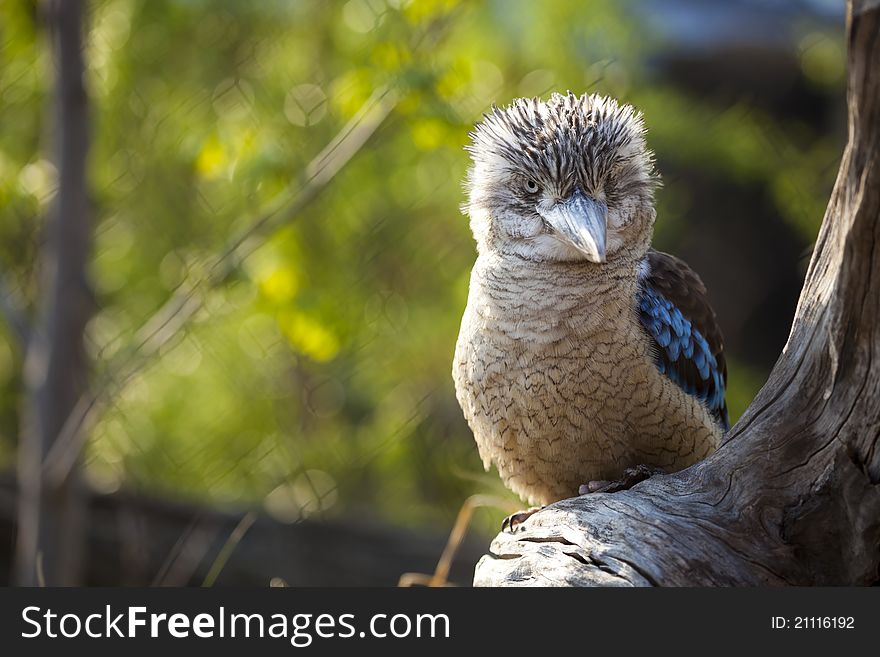 Kookaburra Dacelo novaeguineae Kingfisher