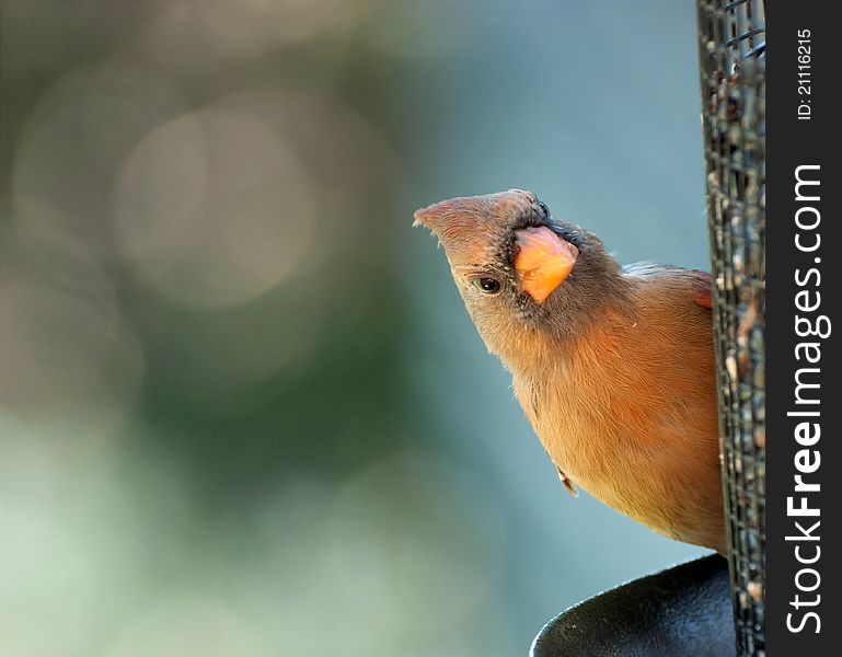 Closeup of female cardinal feeding on sunflower seeds. Closeup of female cardinal feeding on sunflower seeds