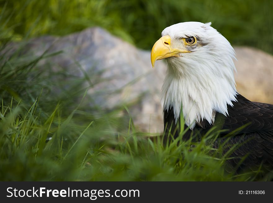 The Bald Eagle w intent look and natural background