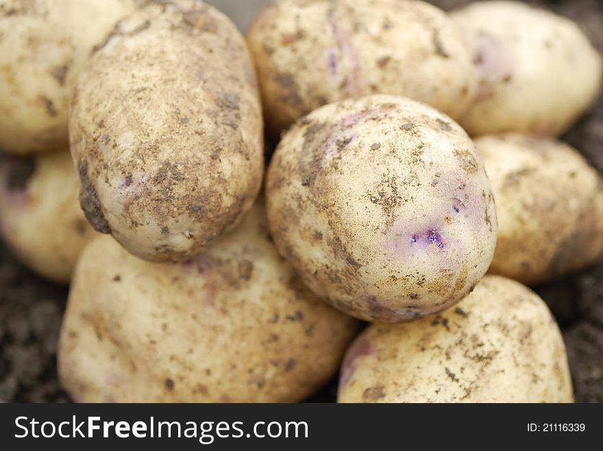 Freshly Harvested Organic Allotmen Potatoes.