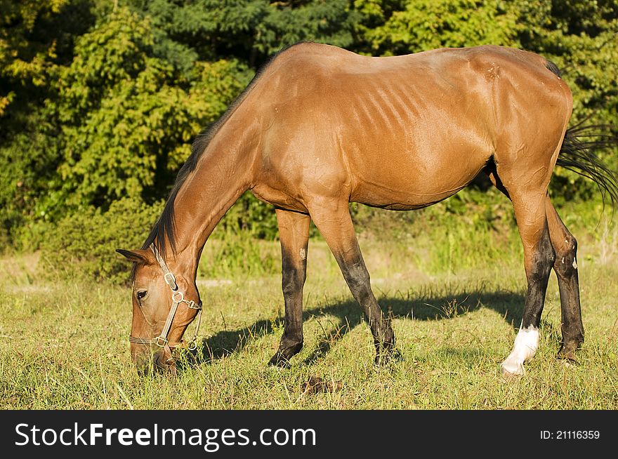 Close up of brown horse