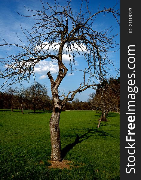 Single tree, standing on a meadow, contrasting to the clear blue sky in the background