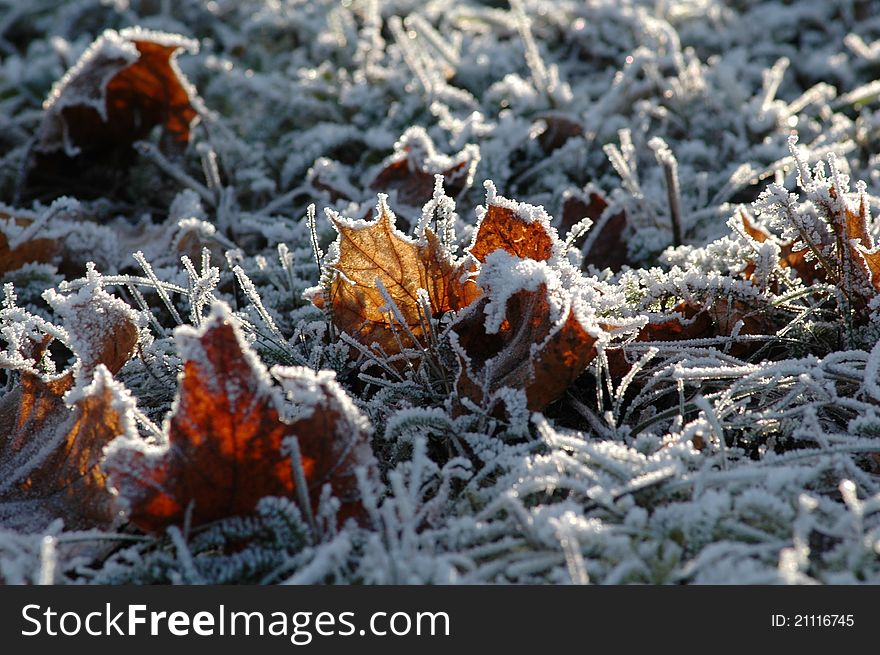 Foliage, frozen between grass and ice crystals, cold image. Foliage, frozen between grass and ice crystals, cold image